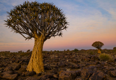 Tree on rock against sky during sunset