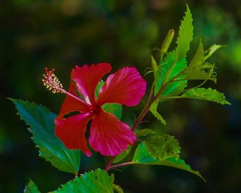 Close-up of pink flower