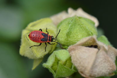 Close-up of insect on leaf