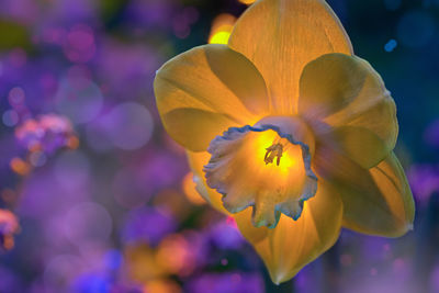 Close-up of yellow flowering plant