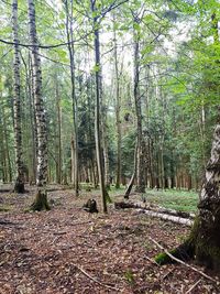 Trees in forest