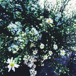 Close-up of white daisy flowers