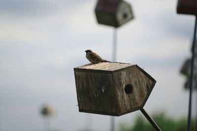 Close-up of bird perching on birdhouse