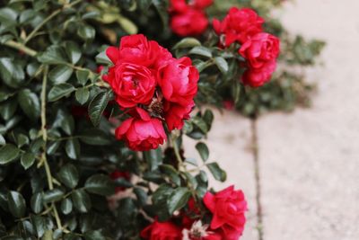 Red roses blooming outdoors