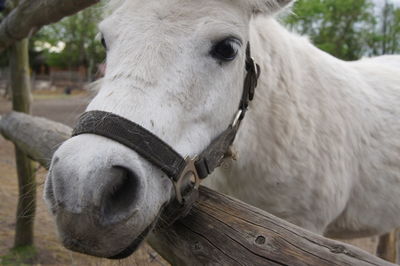 Close-up of horse