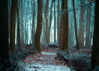 Trees in forest during winter