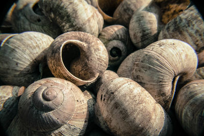 Full frame shot of shells for sale