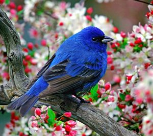 Close-up of bird perching on railing