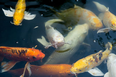 Fish swimming in pond