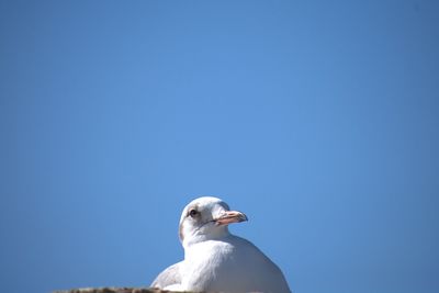 Low angle view of seagull perching against clear blue sky