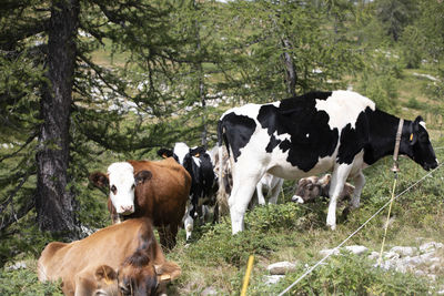 Cows standing in a field