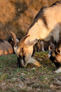 Vietnamese goats are eating grass in nature