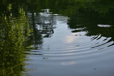 High angle view of duck in lake