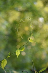 Close-up of green leaves on plant