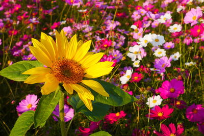 Close-up of pink flowering plants on field