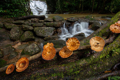 View of waterfall in forest