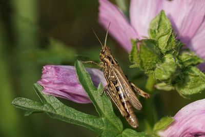 Close-up of butterfly pollinating on pink flower
