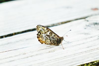 Close-up of butterfly on wood