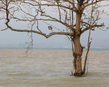 Bare tree on beach against sea