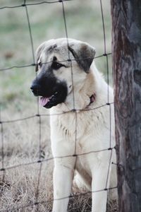 Dog looking away on field