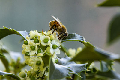 Close-up of bee pollinating on flower