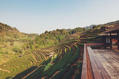 Scenic view of agricultural field against clear sky