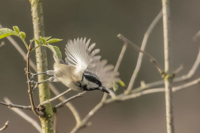 Close-up of bird perching on branch