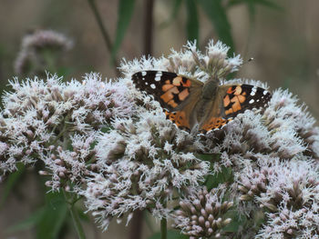 Close-up of butterfly pollinating on flower