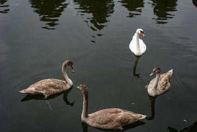 Swans swimming in a lake