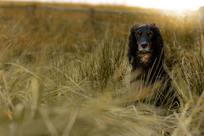 Portrait of dog on field during sunset