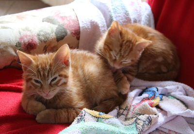 Close-up of cat sleeping on bed