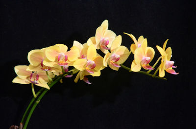 Close-up of flowers blooming against black background