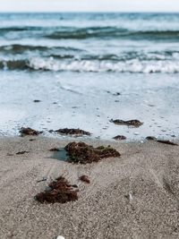 Scenic view of sea shore