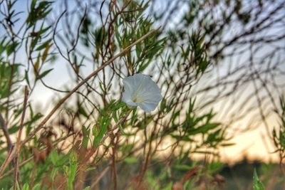 Close-up of plant against sky