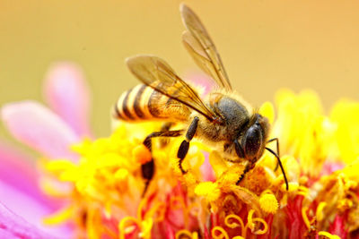 Close-up of insect bee on flower