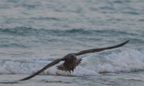 Bird flying over sea