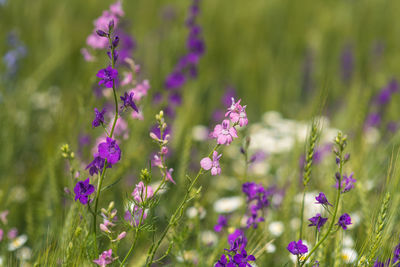 Close-up of purple flowering plants on field