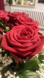 Close-up of red rose blooming outdoors