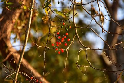 Close-up of berries growing on tree