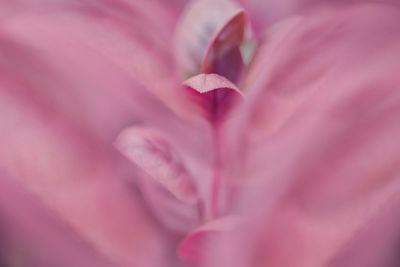 Close-up of pink rose