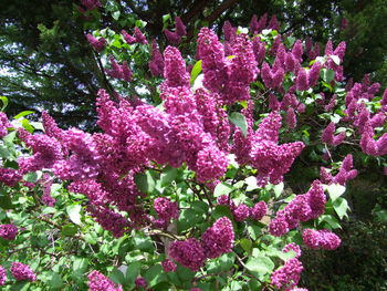 Close-up of pink flowering plant