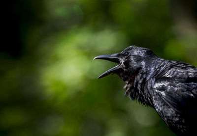 Close-up of bird perching outdoors