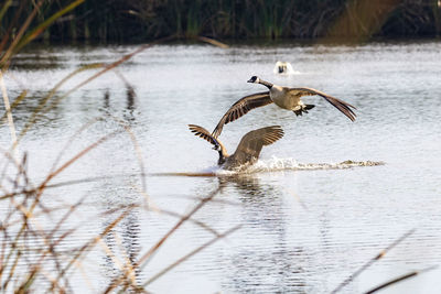 Bird flying over lake