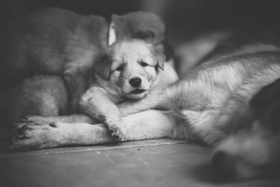 Close-up of a dog sleeping