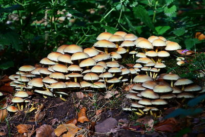 Close-up of mushrooms growing on field