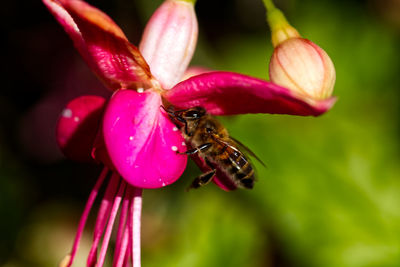Close-up of bee pollinating on pink flower
