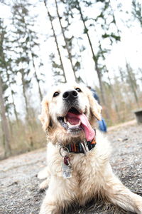 Close-up of dog sitting on tree