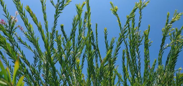 Close-up of stalks against clear blue sky