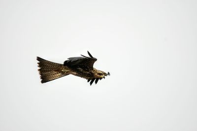 Low angle view of eagle flying against clear sky