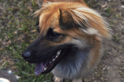 Close-up of dog looking away